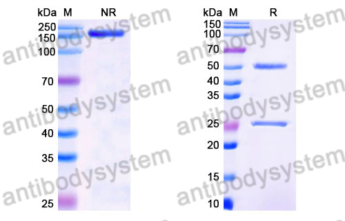 Mouse IgG3, kappa Isotype Control Antibody (J606)