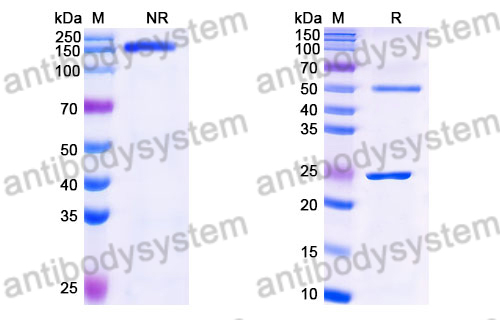 Mouse IgG3 Isotype Control Antibody (B1-8)