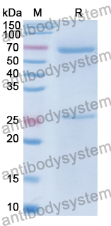 Mouse IgM Isotype Control Antibody (IS5-20C4)