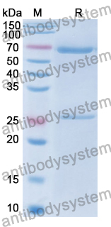 Mouse IgM, kappa Isotype Control Antibody (MM-30)