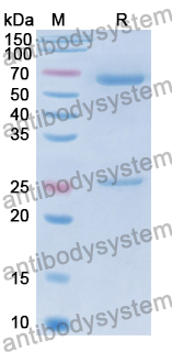 Mouse IgM, kappa Isotype Control Antibody (SAA0186)