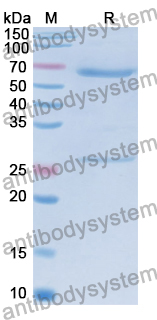 Mouse IgM Isotype Control Antibody (11E10#)