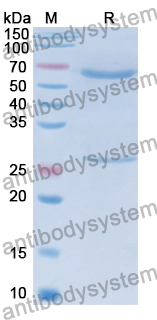 Mouse IgM Isotype Control Antibody (GC323)