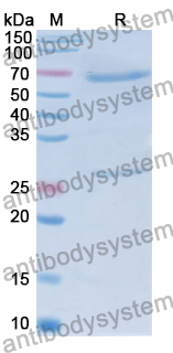 Mouse IgM Isotype Control Antibody (B11/7)