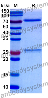 Mouse IgM, Lambda Isotype Control Antibody (MOPC 104E)