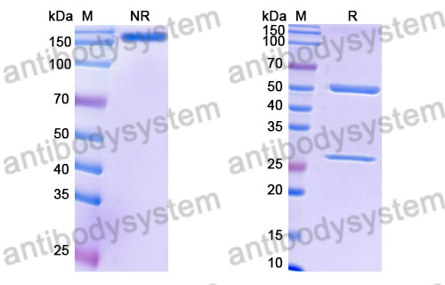 Mouse IgG2a (LALA) Isotype Control Antibody (HyHEL-10)