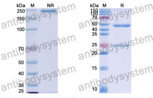 Mouse IgG1 (D265A), kappa Isotype Control antibody (SAA0336)