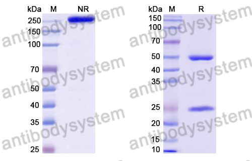 Mouse IgG2a (D265A), kappa Isotype Control antibody (SAA0337)