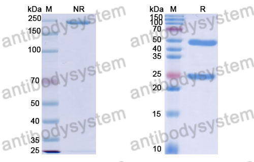 Mouse IgG2b (D265A), kappa Isotype Control antibody (SAA0338)