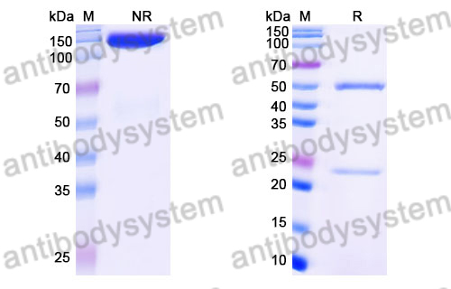 Rat IgG2a, kappa Isotype Control Antibody (RTK2758)