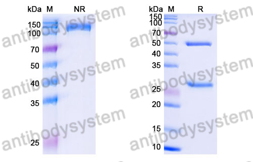 Rat IgG2a Isotype Control Antibody (DD13)