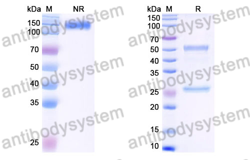 Rat IgG2a Isotype Control Antibody (2A3)