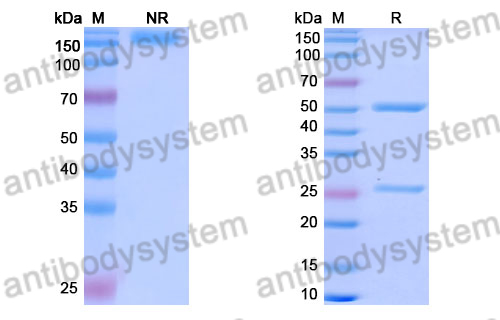 Rat IgG2a, kappa Isotype Control Antibody (ES26-15B7.3)