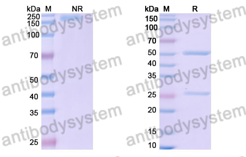 Rat IgG2b, kappa Isotype Control Antibody (ES26-5E12.4)