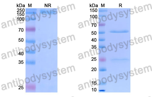 Rat IgG2b, kappa Isotype Control Antibody (RTK4530)