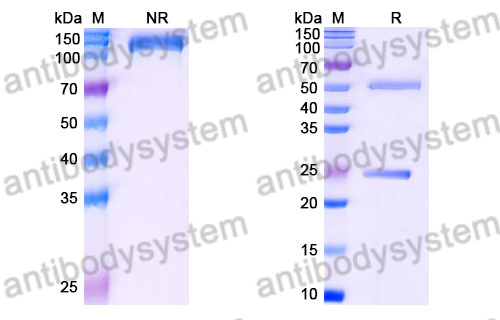 Rat IgG1 Isotype Control Antibody (HyHEL-10)