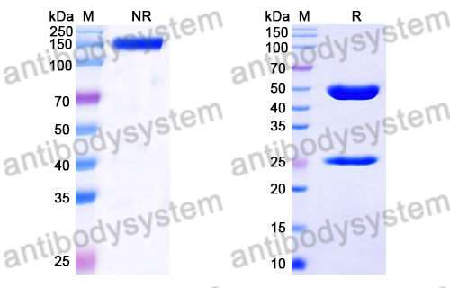 Rat IgG1, kappa Isotype Control Antibody (ES26-14D1.11)