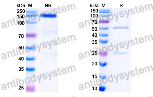 Rat IgG1, kappa Isotype Control Antibody (RTK2071)