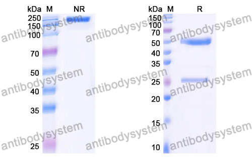 Rat IgG1 Isotype Control Antibody (TNP6A7)