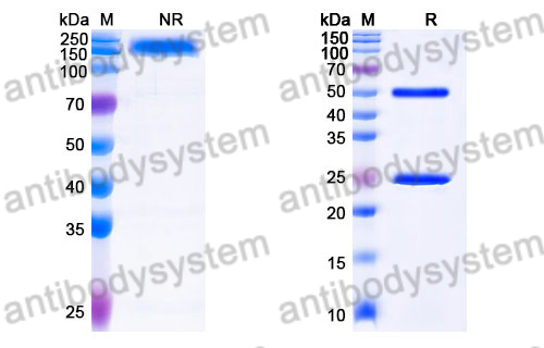 Rat IgG1 Isotype Control Antibody (HRPN)