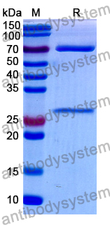 Rat IgM, kappa Isotype Control Antibody (ES26-13D3.4)