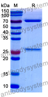 Rat IgM, kappa Isotype Control Antibody (RTK2118)