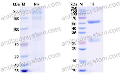 Normal Guinea pig IgG Isotype Control Antibody