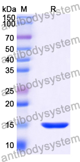 VHH Isotype Control Antibody (cAb-Lys2)