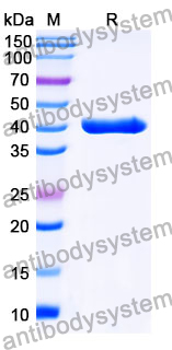 VHH-mFc Isotype Control antibody (cAb-Lys2)