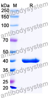 VHH-hFc (IgG1) Isotype Control antibody (cAb-Lys2)