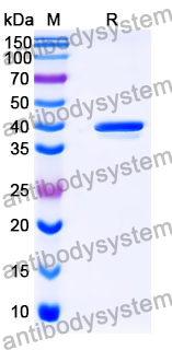 VHH-hFc (IgG4-S228P) Isotype Control antibody (cAb-Lys2)