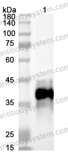 Anti-Chicken OVA Monoclonal Antibody (1A178)