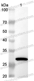 Anti-EGFP Monoclonal Antibody (1A190)