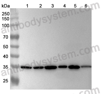 Anti-Human PCNA Antibody (1A041)