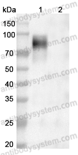 Anti-HeV/NiV Glycoprotein G Antibody (1A050)