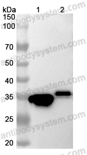 Anti-mCherry Monoclonal Antibody (1A186)