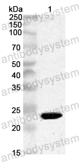 Anti-Bovine Bos d 6/ALB Polyclonal Antibody