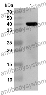 Anti-PAG1/PSP-B Polyclonal Antibody