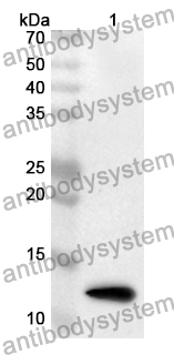 Anti-Bovine SAA3 Polyclonal Antibody