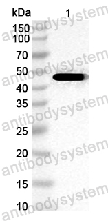 Anti-Chicken Gal d 2/OVA/Ovalbumin Polyclonal Antibody
