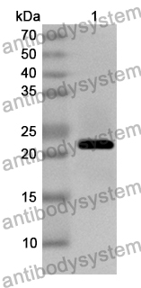 Anti-Chicken LYZ/Lysozyme C Polyclonal Antibody