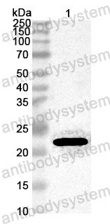 Anti-Chicken Allergen Gal d I Polyclonal Antibody