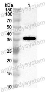 Anti-Cat Fel d 1A/CH1/Allergen Fel dI Polyclonal Antibody