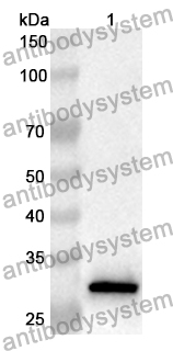 Anti-Human CLCA1 Polyclonal Antibody