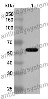 Anti-MYO1C Polyclonal Antibody