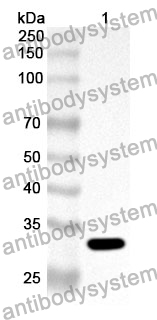 Anti-Human HAX1 Polyclonal Antibody