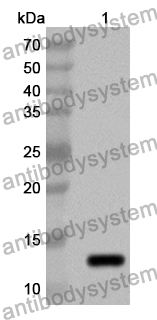 Anti-CCL24/Eotaxin-2/MPIF-2 Polyclonal Antibody