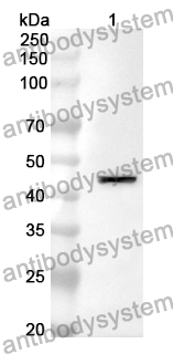 Anti-MASP2 Polyclonal Antibody