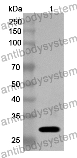 Anti-Human SIRPB1 Polyclonal Antibody