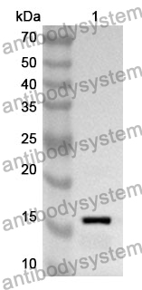 Anti-Human PGRMC1 Polyclonal Antibody